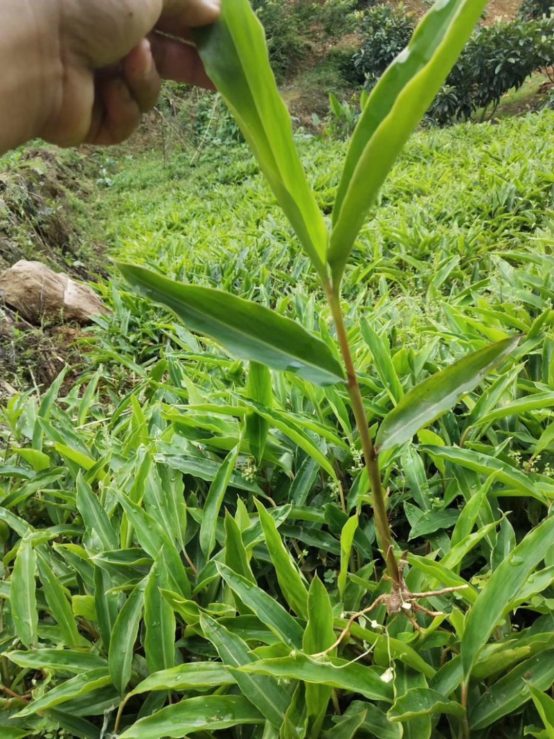 大量出售香砂仁苗