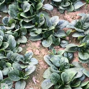 菠菜来啦河南趴地菠菜，原产地直采价格美丽，叶片厚实