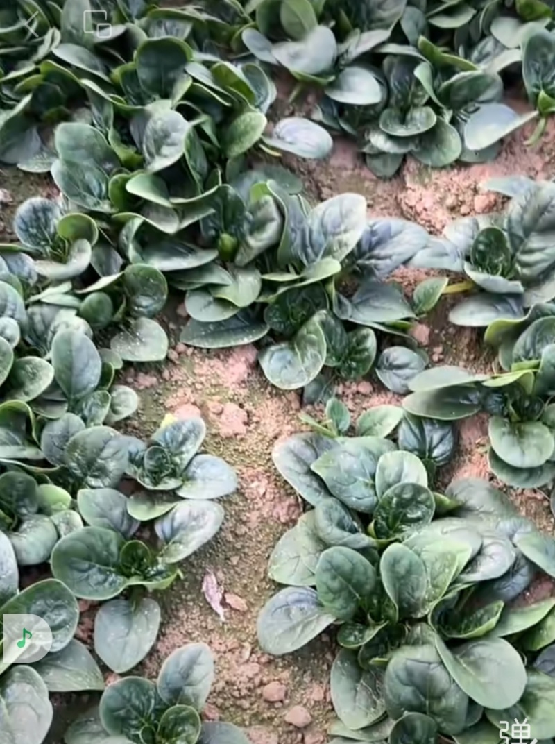 菠菜来啦河南趴地菠菜，原产地直采价格美丽，叶片厚实