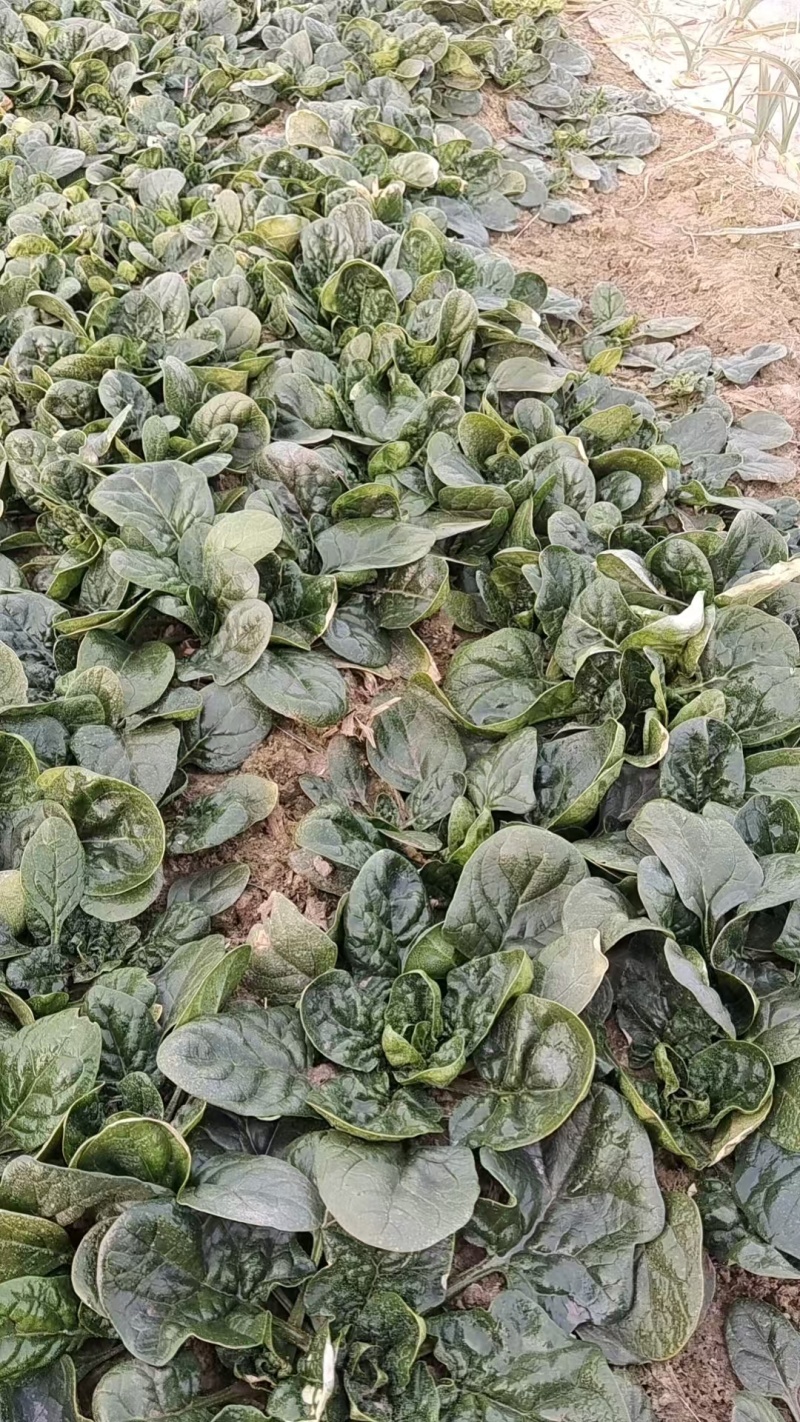 菠菜来啦河南趴地菠菜，原产地直采价格美丽，叶片厚实