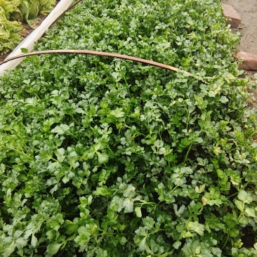 自家香芹，原生态