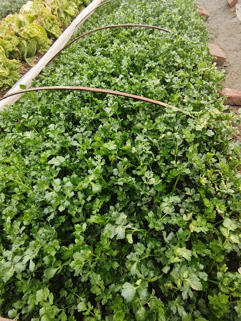 自家香芹，原生态