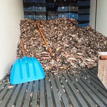 大量死鱼卖，烂了洗干净就少异味了，打好冰冻的鱼每天几十吨