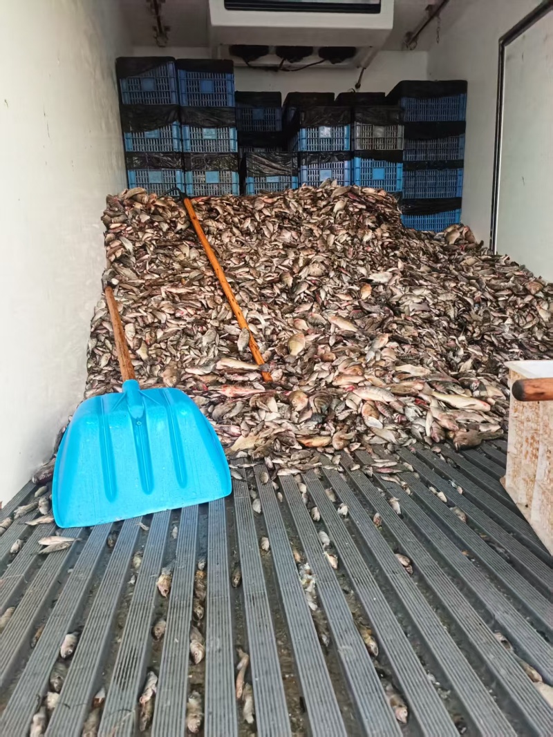 大量死鱼卖，烂了洗干净就少异味了，打好冰冻的鱼每天几十吨