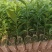 沉香苗，纯黄泥，健康粗壮，根系发达，基地直供批发