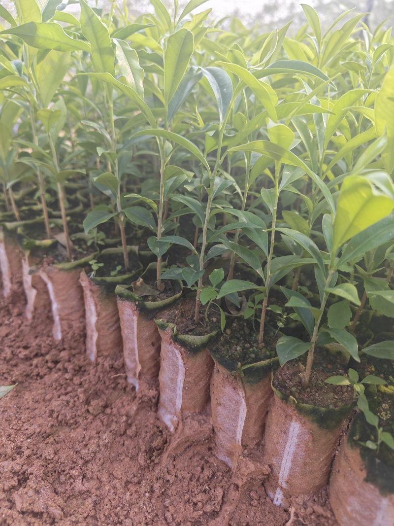 沉香苗，纯黄泥，健康粗壮，根系发达，基地直供批发