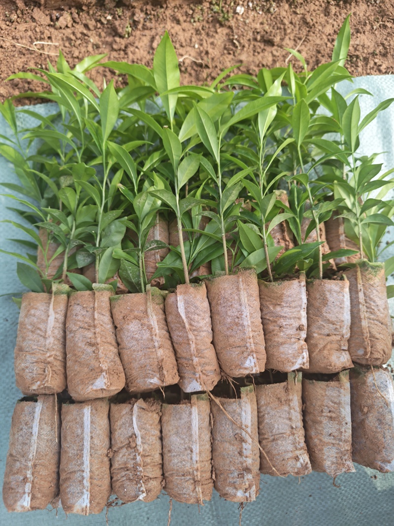 沉香苗，纯黄泥，健康粗壮，根系发达，基地直供批发