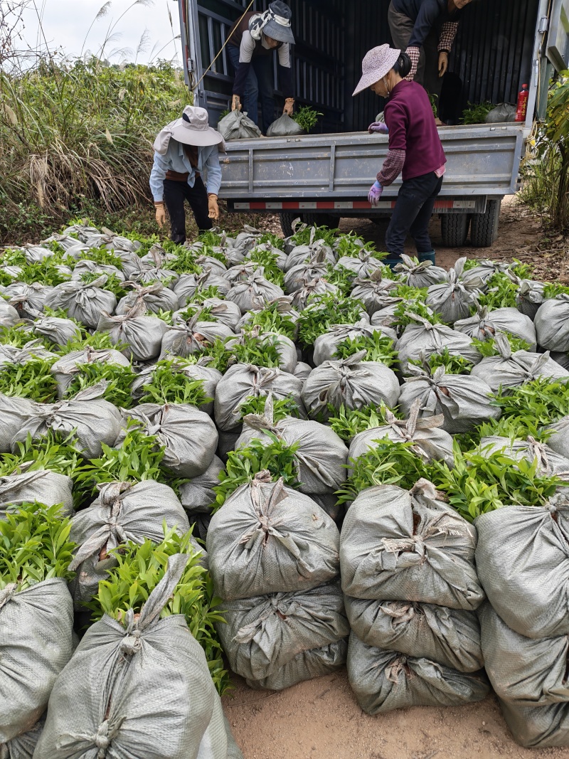 沉香苗，纯黄泥，健康粗壮，根系发达，基地直供批发