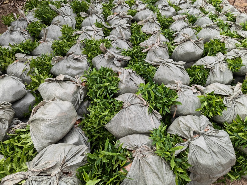 沉香苗，纯黄泥，健康粗壮，根系发达，基地直供批发