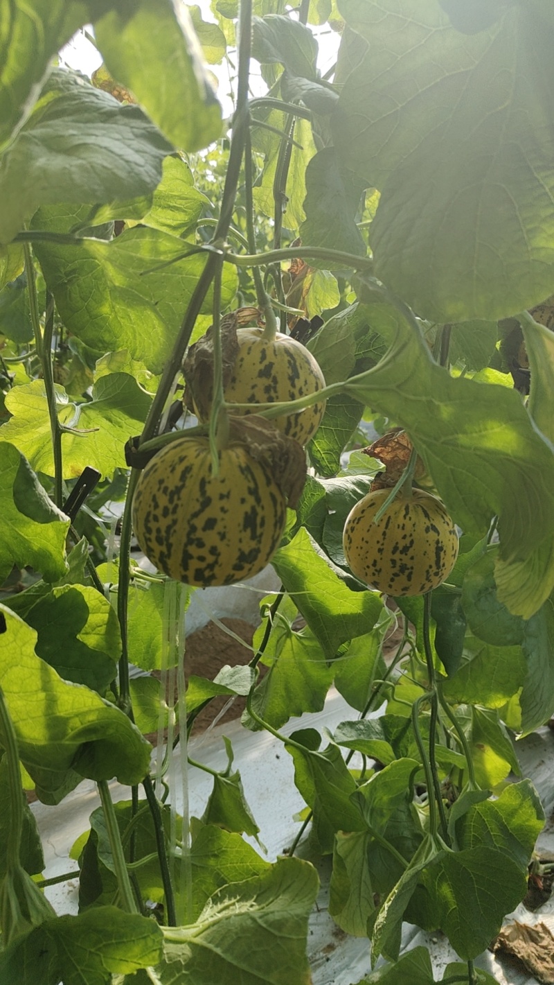 花美人产地直采