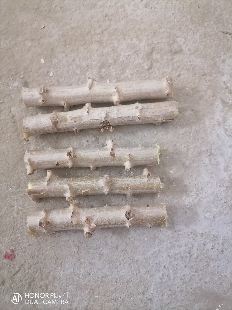 广西华南九号黄肉木薯种苗糖水店专用黄金木薯种苗
