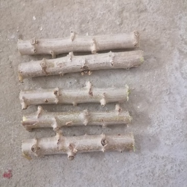 广西华南9号黄心木薯种苗