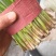 河北昌黎万亩红根韭菜产地一手代办质量保证代发全国