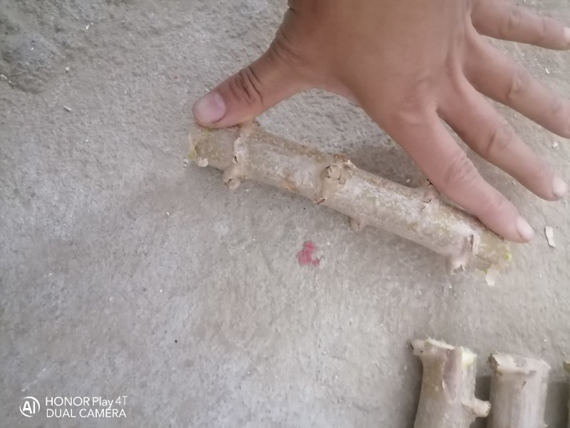 广西华南9号黄心木薯种苗