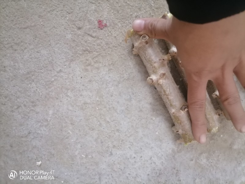 广西华南9号黄心木薯种苗