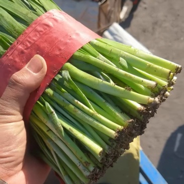 河北昌黎红根韭菜产地精品二刀韭菜色系好，根系粗，天天有货