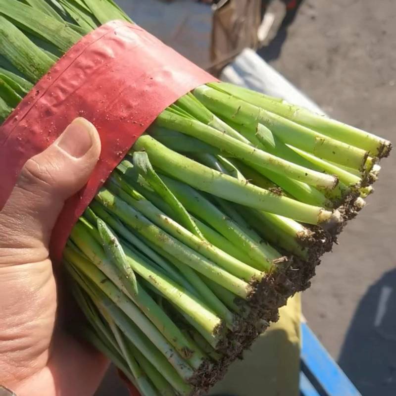 河北昌黎红根韭菜产地精品二刀韭菜色系好，根系粗，天天有货