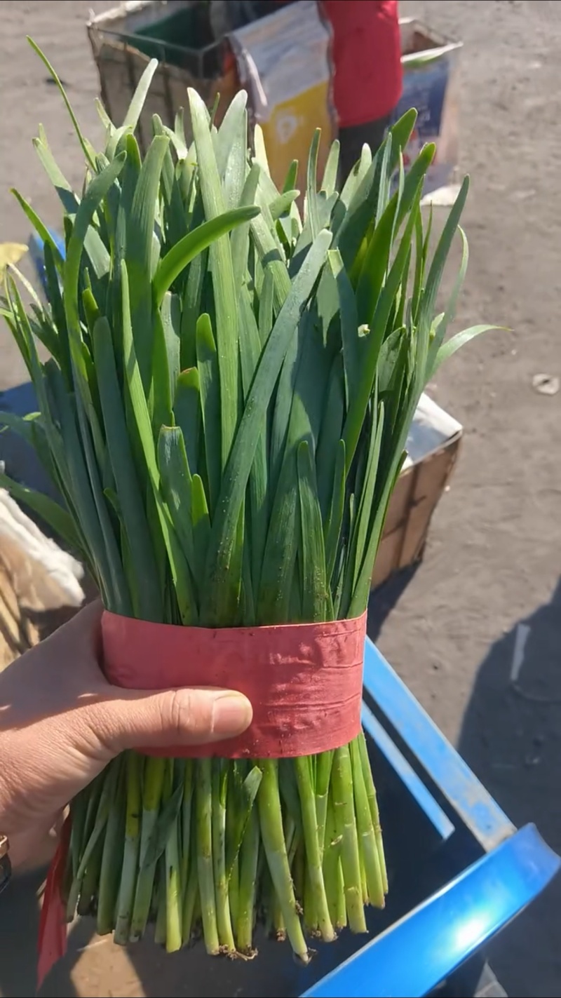 河北昌黎红根韭菜产地精品二刀韭菜色系好，根系粗，天天有货