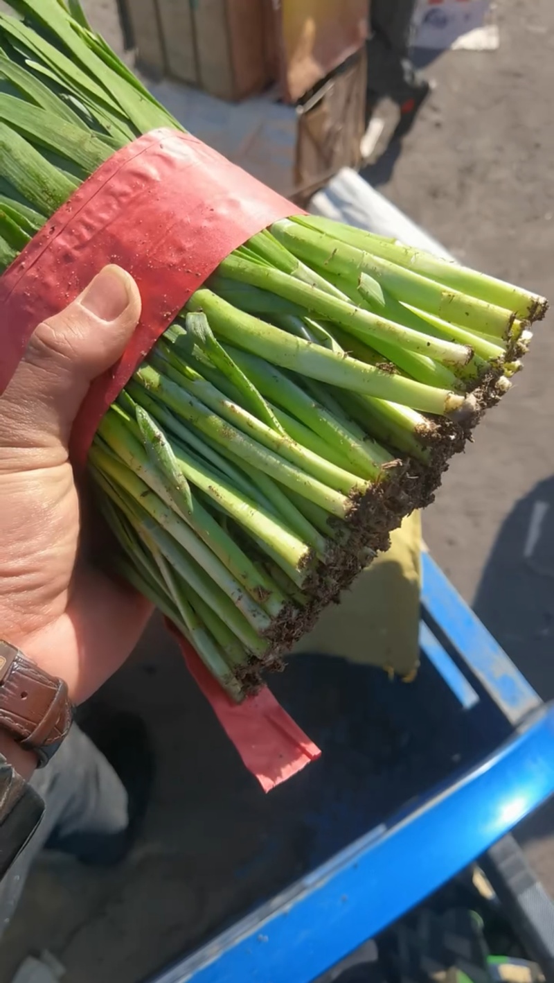 河北昌黎红根韭菜产地精品二刀韭菜色系好，根系粗，天天有货