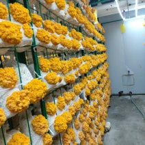 金耳菌鲜品，一年四季都有货，包邮，品质好。量多优惠呦。