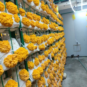 金耳菌鲜品，一年四季都有货，包邮，品质好。量多优惠呦。