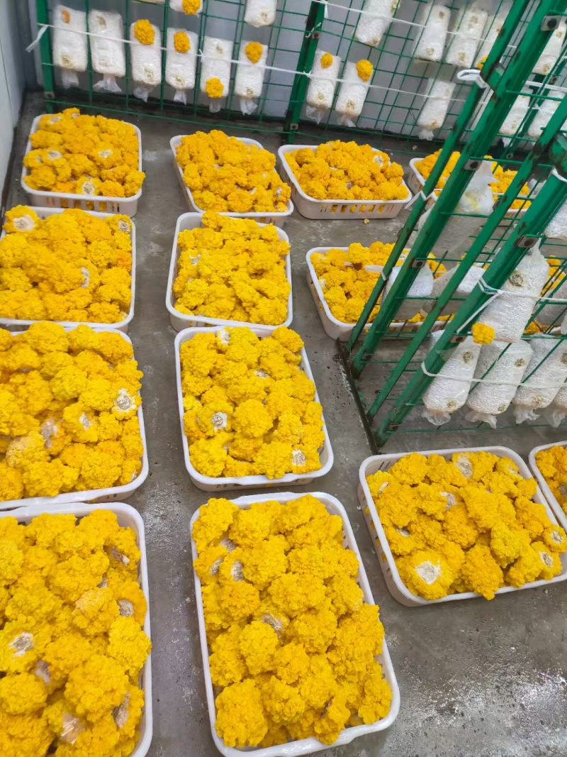 金耳菌鲜品，一年四季都有货，包邮，品质好。量多优惠呦。