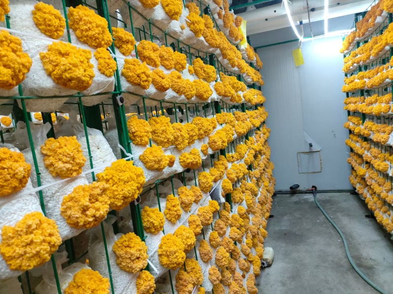 金耳菌鲜品，一年四季都有货，包邮，品质好。量多优惠呦。