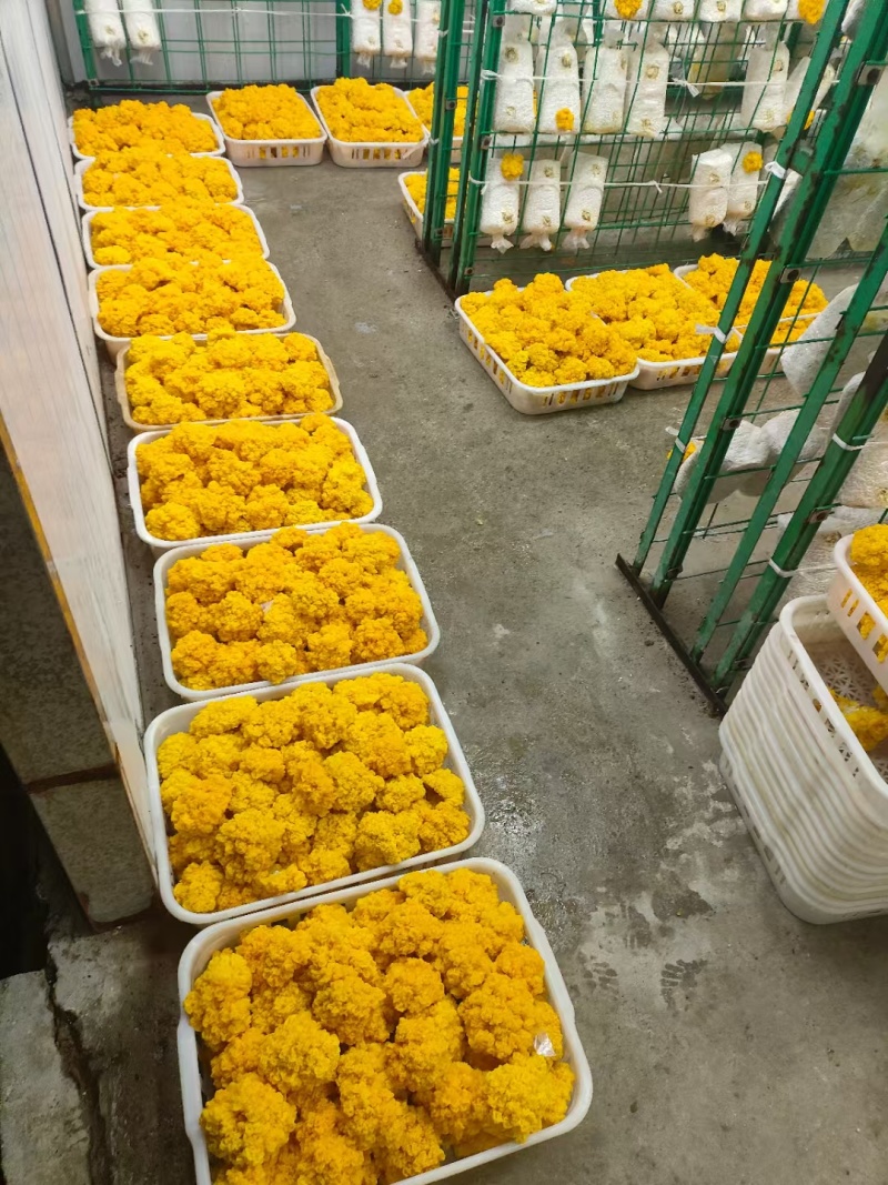 金耳菌鲜品，一年四季都有货，包邮，品质好。量多优惠呦。