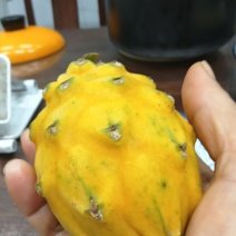 硇洲岛火山岛“燕窝果”你吃过吗?大家的宝藏汁水