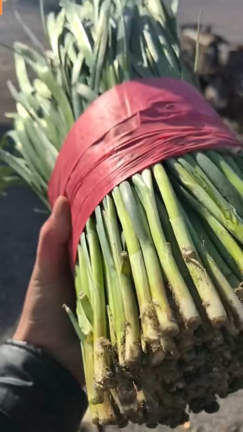 昌黎万亩韭菜产地，韭菜跟头粗，耐运输，支持定做各种包装