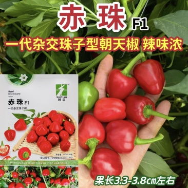 赤珠辣椒种子杂交早熟珠子型草莓泡椒种子单身朝天椒种子辣