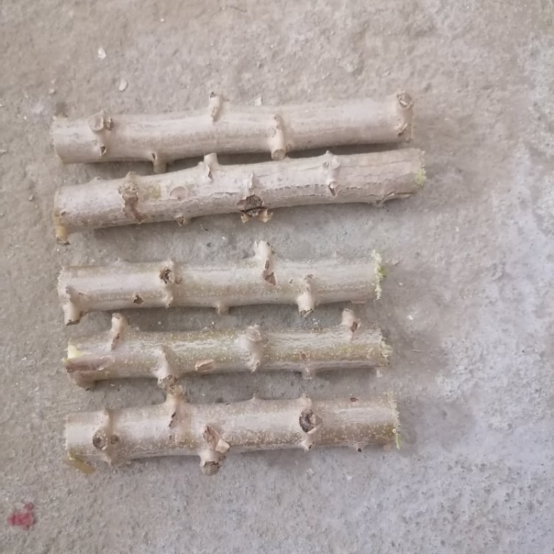 正宗华南9号黄心木薯种苗，大量有货