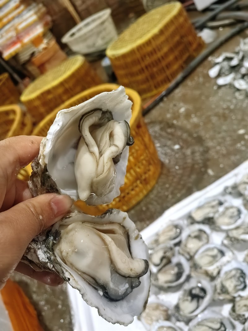 湛江白蚝源头批发A规格