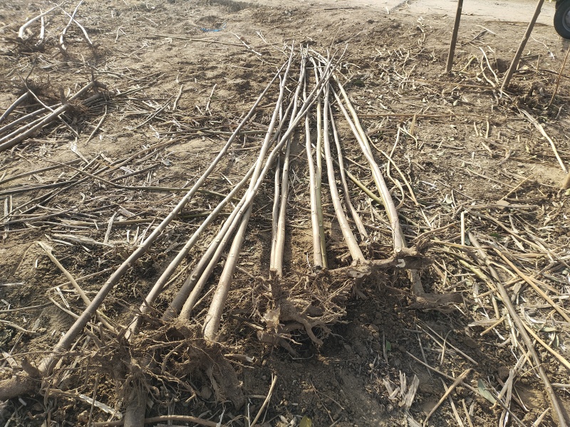 泡桐树苗紫花泡桐改良品种全网供应优质泡桐树苗农场货源
