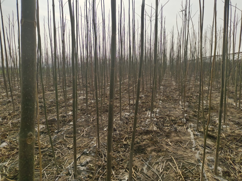 泡桐树苗紫花泡桐改良品种全网供应优质泡桐树苗农场货源
