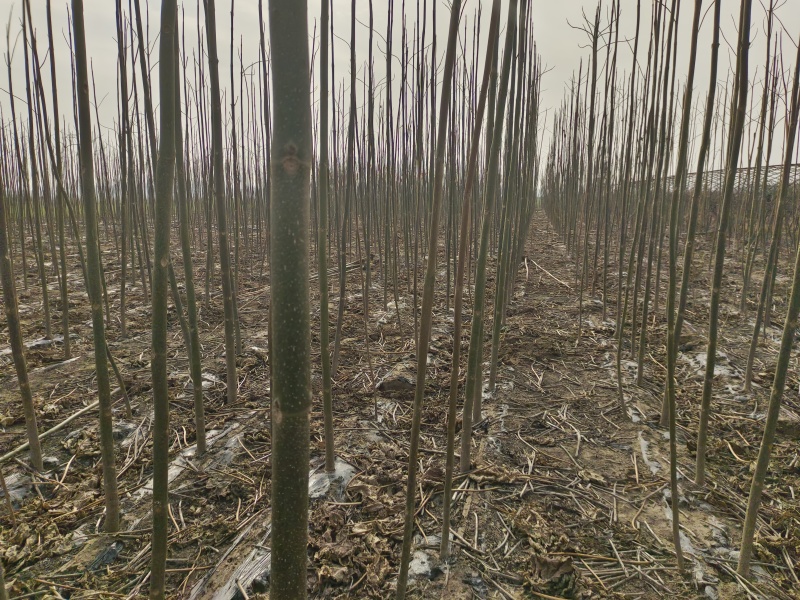 泡桐树苗紫花泡桐改良品种全网供应优质泡桐树苗农场货源