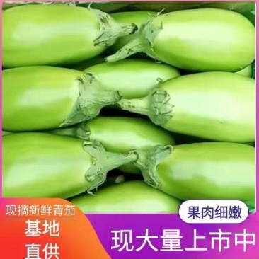 【实力商家】产地直发【对接超市】质量保证【诚实守信】绿茄