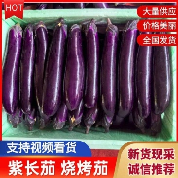 产地直发【保质保量】量大从优【诚信经营】紫裤