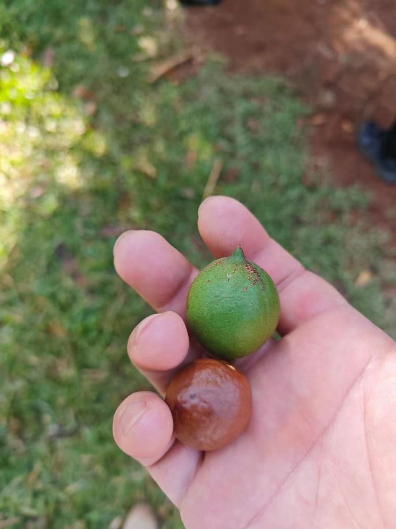 杭州临安手捏夏威夷果大量批发