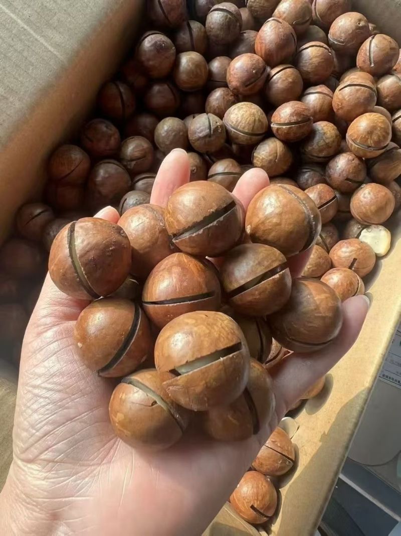 杭州临安手捏夏威夷果大量批发