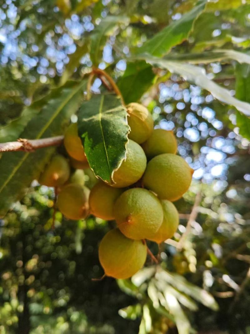 杭州临安手捏夏威夷果大量批发