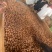 杭州临安手捏夏威夷果大量批发