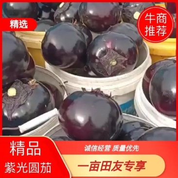 【实力商家】产地直发【紫光圆茄】诚实守信【保质保量】紫光