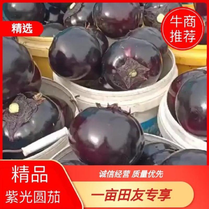 【实力商家】产地直发【紫光圆茄】诚实守信【保质保量】紫光