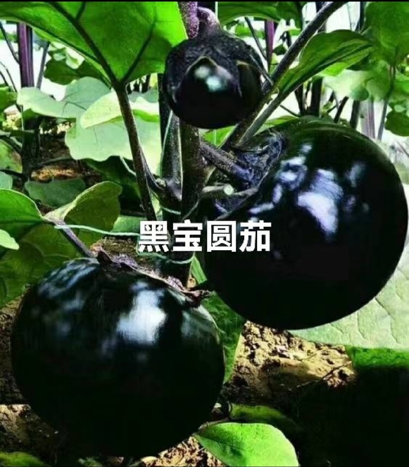 【实力商家】产地直发【紫光圆茄】诚实守信【保质保量】紫光