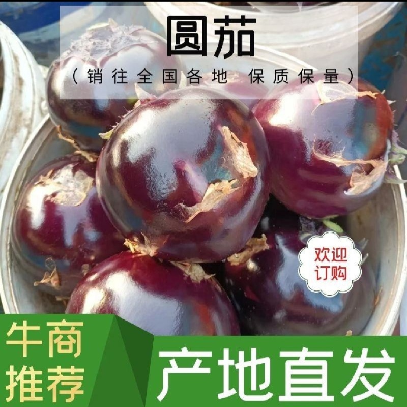 【实力商家】产地直发【紫光圆茄】诚实守信【保质保量】紫光