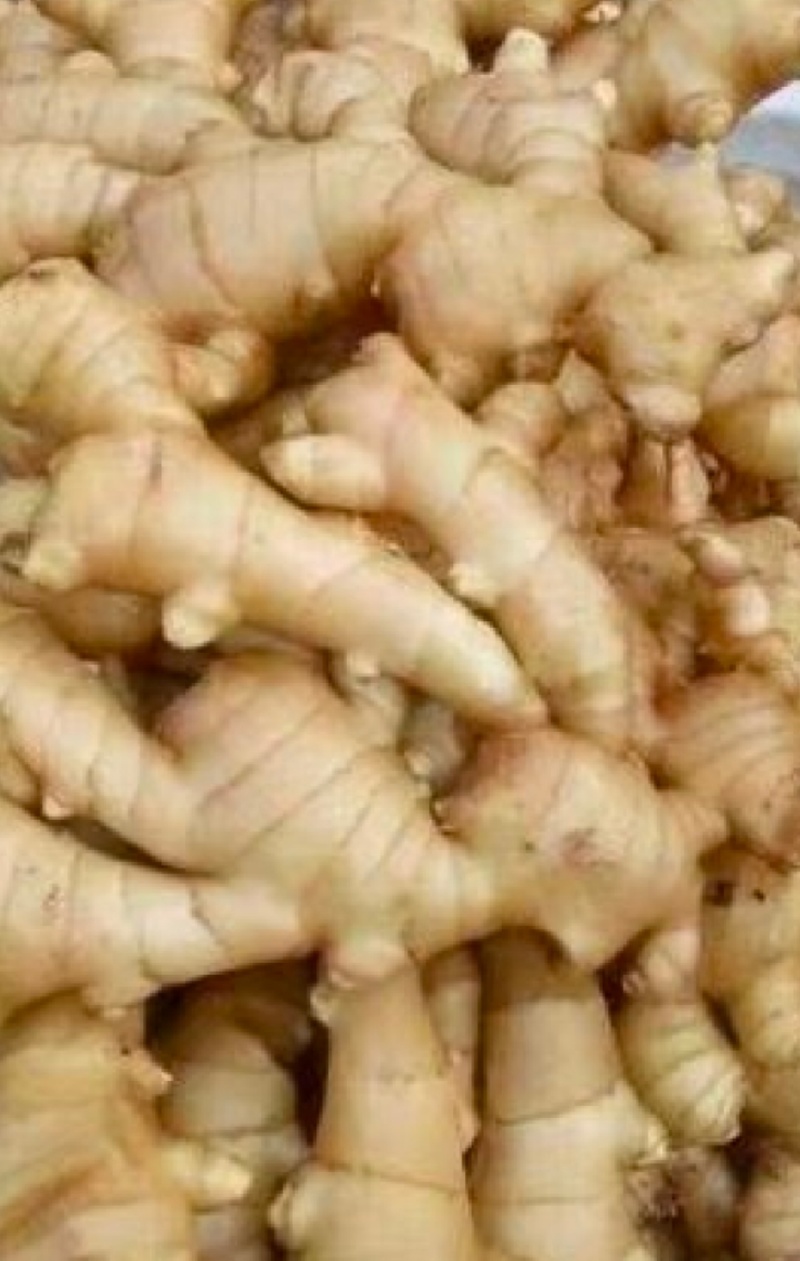 【精品生姜】产地直发【保质保量】诚信经营【诚实守信】量大