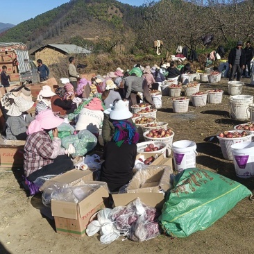 正宗大凉山丑苹果产地直发