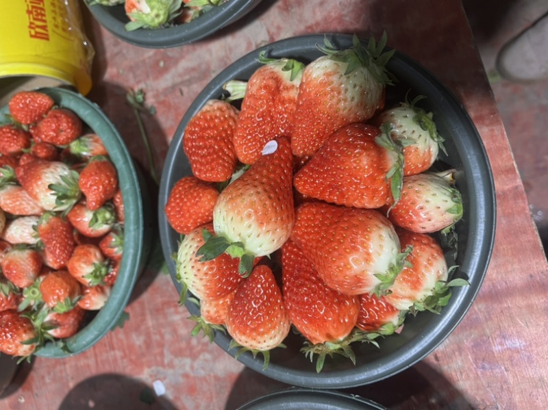 奶油草莓红玉草莓大果