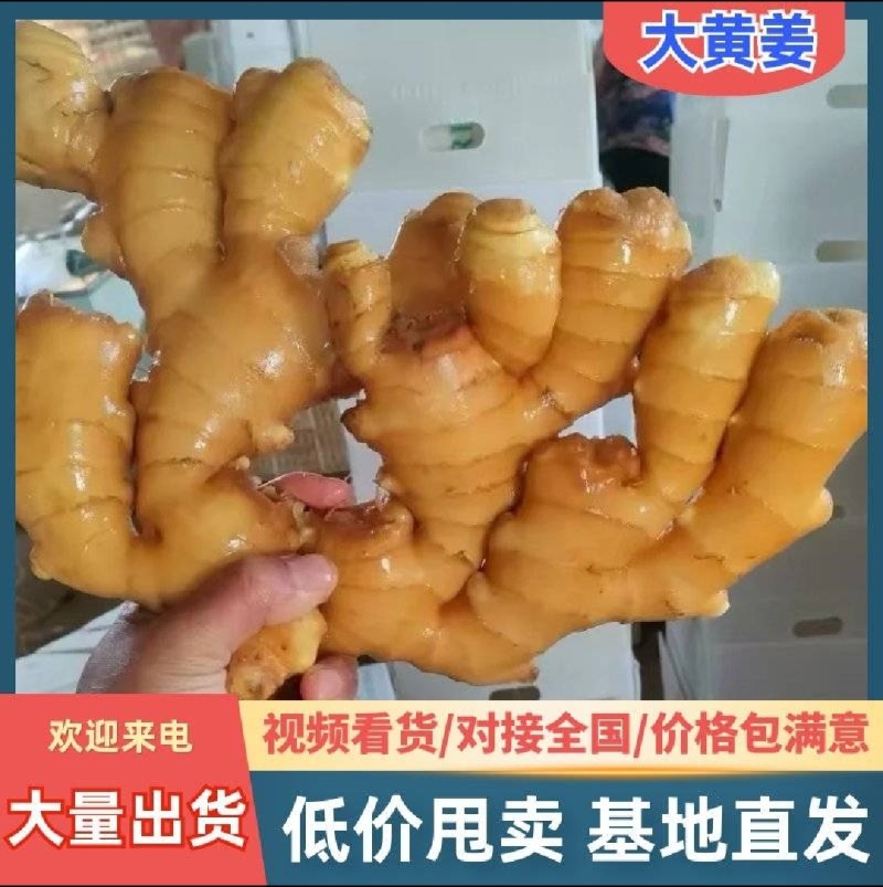 【精品生姜】产地直发【保质保量】诚信经营【诚实守信】量大